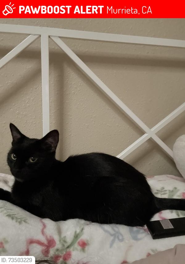 Lost Female Cat last seen Near hayes ave, Murrieta, CA 92562