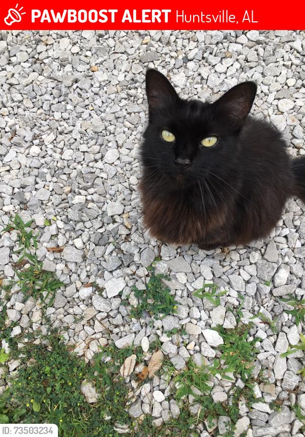 Lost Female Cat last seen Near Tennessee street Huntsville ala, Huntsville, AL 35801