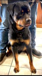 Reunited Male Dog last seen Fitzgerald Street, Lafayette, LA 70501