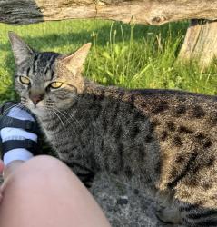 Lost Male Cat last seen By Emily Carr public school, London, ON 