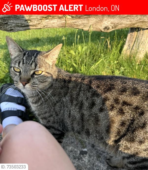 Lost Male Cat last seen By Emily Carr public school, London, ON 