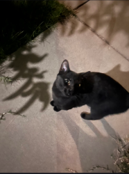 Found/Stray Male Cat last seen Briggsmore and Claus, Modesto, CA 95355