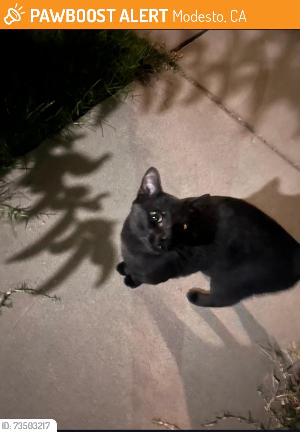 Found/Stray Male Cat last seen Briggsmore and Claus, Modesto, CA 95355