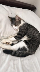 Reunited Female Cat last seen Near park ridge ln, Roswell, GA 30076