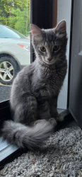 Lost Male Cat last seen Walker street and mineral street, Milwaukee, WI 53204