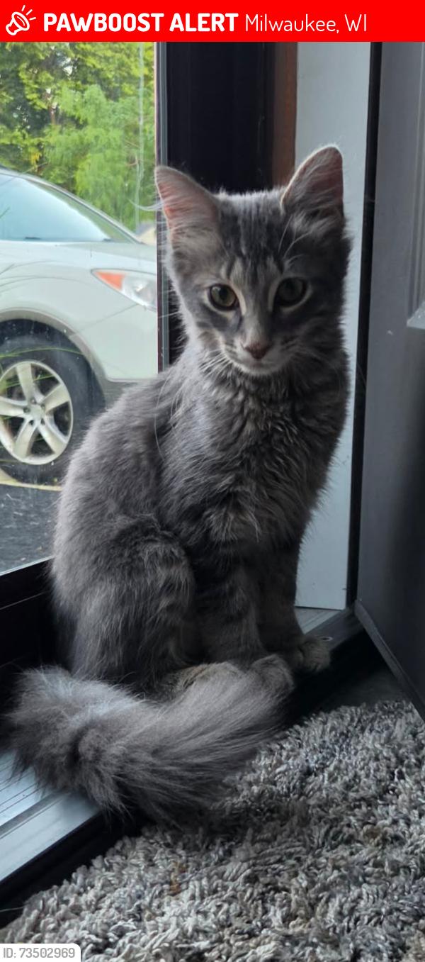 Lost Male Cat last seen Walker street and mineral street, Milwaukee, WI 53204