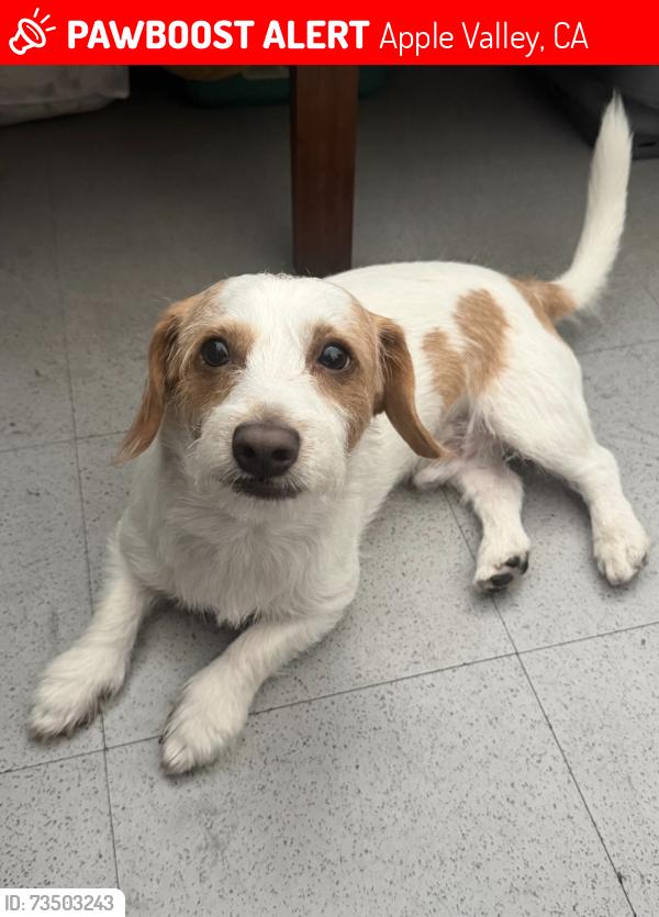 Lost Male Dog last seen Kiowa, Apple Valley, CA 92308
