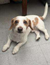 Lost Male Dog last seen Kiowa, Apple Valley, CA 92308