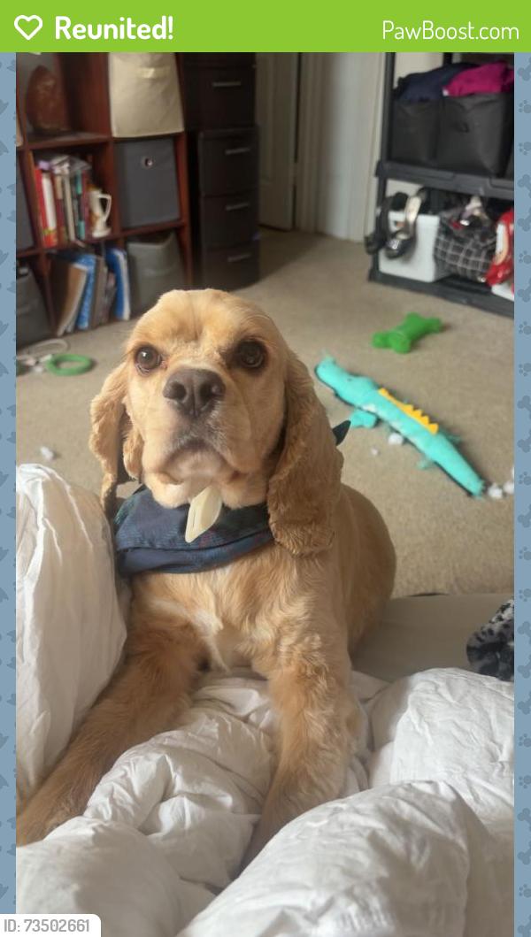 Reunited Male Dog last seen Sinclair rd, Baltimore, MD 21206