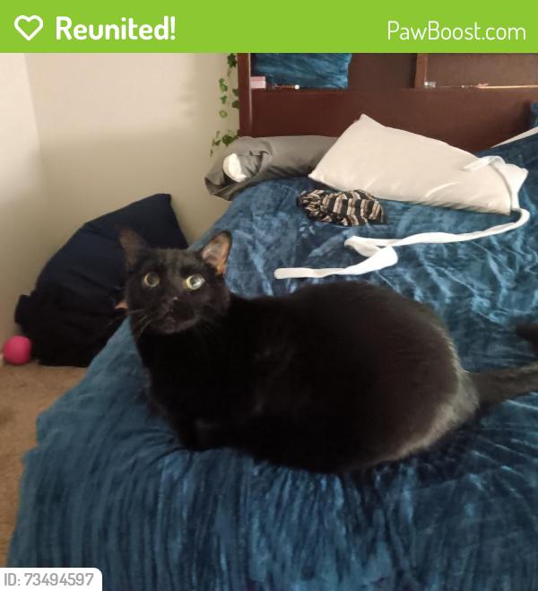 Reunited Male Cat last seen Remington and s holland, Littleton, CO 80128