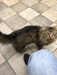 Reunited Male Cat last seen Brock Rd/Happy Hollow Lane/Talley Rd, Spotsylvania Courthouse, VA 22553