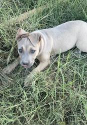 Lost Female Dog last seen Sweetwater canyon rd, Menifee, CA 92586