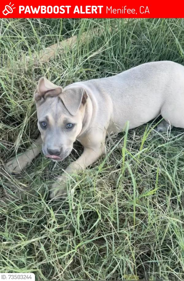 Lost Female Dog last seen Sweetwater canyon rd, Menifee, CA 92586