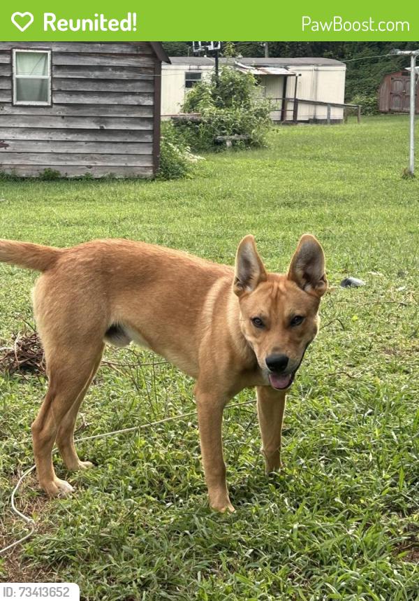 Reunited Male Dog last seen Off of North fairview drice, Lenoir, NC 28645