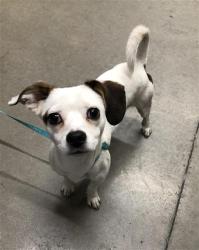 Shelter Stray Male Dog last seen Near BLOCK E GETTYSBURG AVE, FRESNO CA 93726 0400, 5277 E Airways Blvd, Fresno, CA 93727, USA