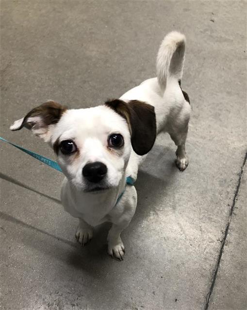 Shelter Stray Male Dog last seen Near BLOCK E GETTYSBURG AVE, FRESNO CA 93726 0400, 5277 E Airways Blvd, Fresno, CA 93727, USA
