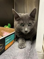 Shelter Stray Male Cat last seen Near BLOCK W 100TH AVE, 12155 Park Blvd, Brighton, CO 80601, USA