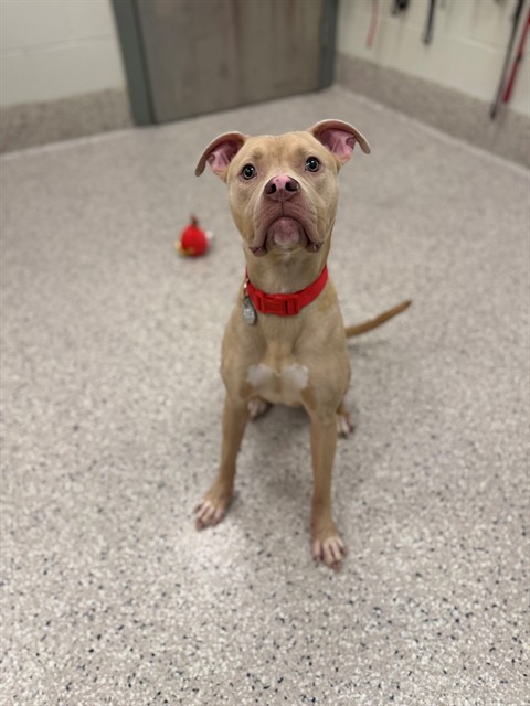 Shelter Stray Female Dog last seen WEBSTER LAKE, 12155 Park Blvd, Brighton, CO 80601, USA