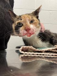 Shelter Stray Female Cat last seen Near, 5001 E Raymond St, Indianapolis, IN 46203, USA