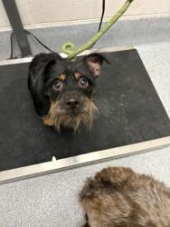 Shelter Stray Male Dog last seen Near, 5001 E Raymond St, Indianapolis, IN 46203, USA