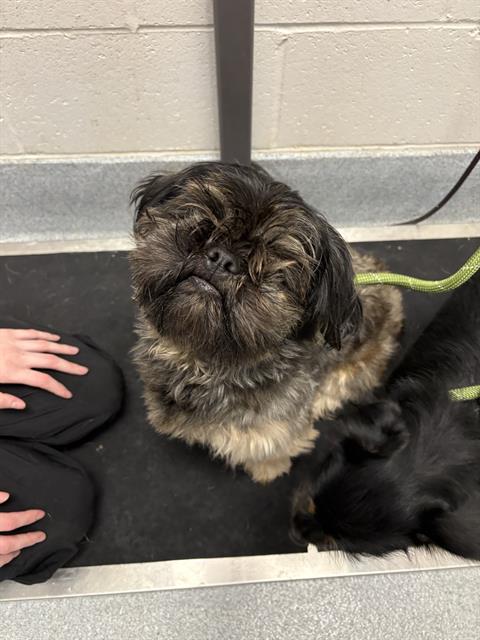 Shelter Stray Male Dog last seen Near, 5001 E Raymond St, Indianapolis, IN 46203, USA