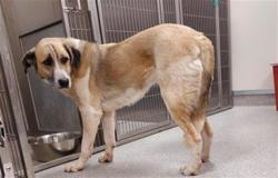 Shelter Stray Female Dog last seen WHITELOCK PKWY / BRUCEVILLE RD, 9150 Union Park Way, Elk Grove, CA 95624, USA