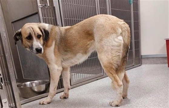 Shelter Stray Female Dog last seen WHITELOCK PKWY / BRUCEVILLE RD, 9150 Union Park Way, Elk Grove, CA 95624, USA