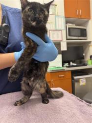 Shelter Stray Female Cat last seen BATTLES CT / CANADEO CIR, 9150 Union Park Way, Elk Grove, CA 95624, USA