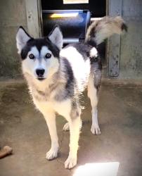 Shelter Stray Female Dog last seen , 1850 W 60th St, Los Angeles, CA 90047, USA