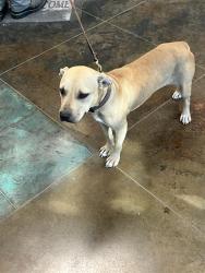 Shelter Stray Female Dog last seen FARWELL DR, 31078 LA-36, Lacombe, LA 70445, USA