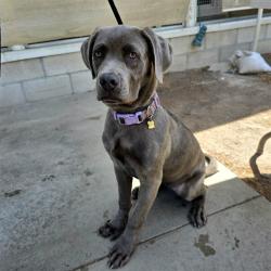 Shelter Stray Female Dog last seen Near BLK E. ANAHEIM ST. LONG BEACH CA 90813, 7700 E Spring St, Long Beach, CA 90815, USA