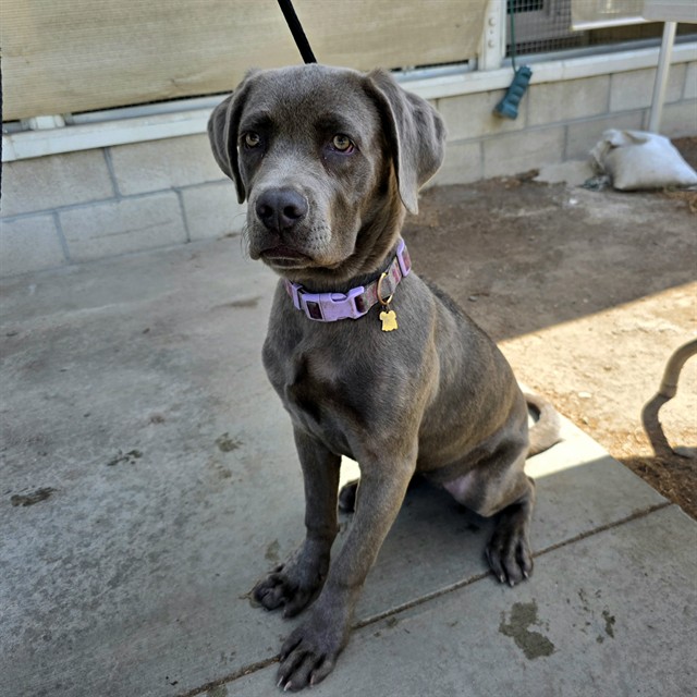 Shelter Stray Female Dog last seen Near BLK E. ANAHEIM ST. LONG BEACH CA 90813, 7700 E Spring St, Long Beach, CA 90815, USA