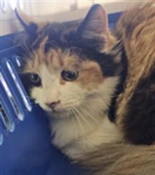 Shelter Stray Female Cat last seen , 1850 W 60th St, Los Angeles, CA 90047, USA