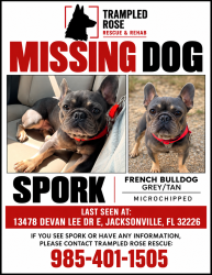 Reunited Male Dog last seen Near Devan Lee Dr.E,, Jacksonville, FL 32226