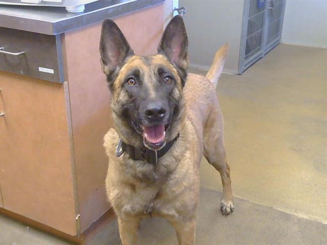 Shelter Stray Female Dog last seen LARWIN DR/WILLOW GLEN CT, 95610, 3839 Bradshaw Rd, Sacramento, CA 95827, USA
