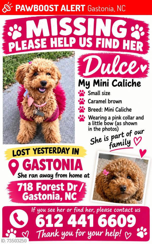 Lost Female Dog last seen Forest Dr, Gastonia, NC 28054