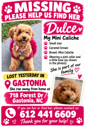 Lost Female Dog last seen Forest Dr, Gastonia, NC 28054