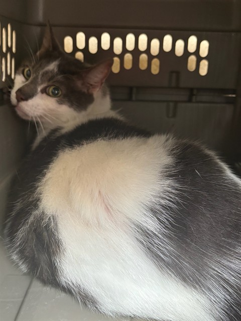 Shelter Stray Male Cat last seen Near BLOCK SUNNYVIEW DR, 2811 SE 29th St, Oklahoma City, OK 73129, USA
