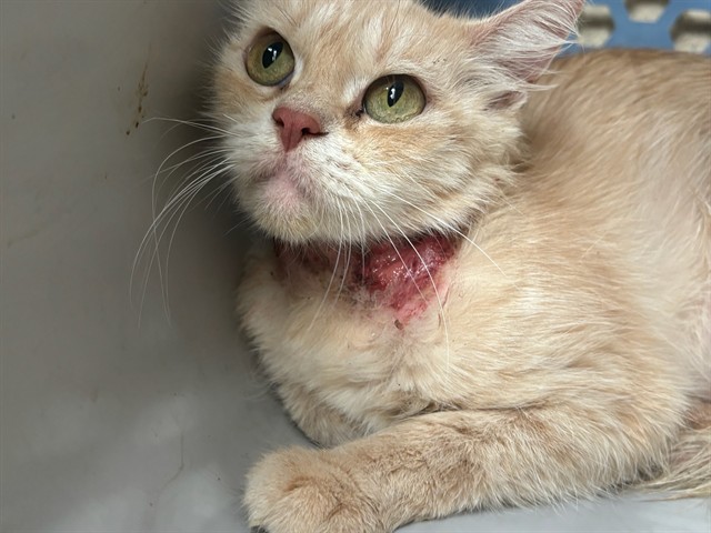 Shelter Stray Male Cat last seen Near BLOCK SUNNYVIEW DR, 2811 SE 29th St, Oklahoma City, OK 73129, USA