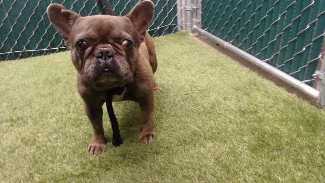 Shelter Stray Male Dog last seen , 11258 Garfield Ave, Downey, CA 90242, USA