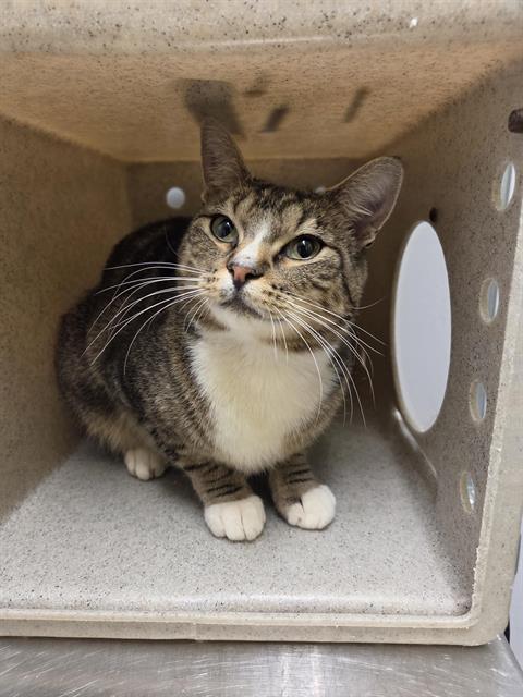 Shelter Stray Female Cat last seen Near BLOCK W JAMES PL, KENT WA 98032, 21615 64th Ave S, Kent, WA 98032, USA