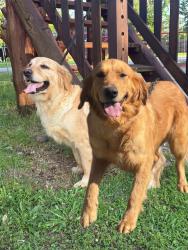 Lost Female Dog last seen Near robin rd Terrell tx 75161, Terrell, TX 75161