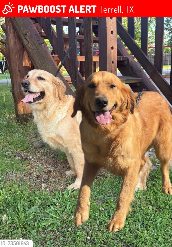 Lost Female Dog last seen Near robin rd Terrell tx 75161, Terrell, TX 75161