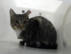 Shelter Stray Male Cat last seen Near BLOCK PALOMAR ST, FAYETTEVILLE NC 28314, 4704 Corporation Dr, Fayetteville, NC 28306, USA
