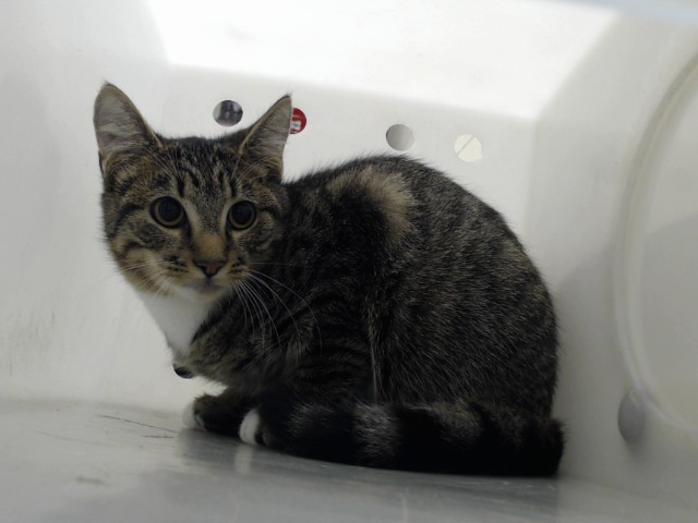 Shelter Stray Male Cat last seen Near BLOCK PALOMAR ST, FAYETTEVILLE NC 28314, 4704 Corporation Dr, Fayetteville, NC 28306, USA