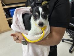 Shelter Stray Male Dog last seen Near BLOCK S WELLS AVE, RENO NV 89502, 2825 Longley Ln Suite A, Reno, NV 89502, USA