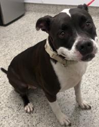 Shelter Stray Female Dog last seen Near BLOCK WILLIAMS ST, DETROIT MI 48216, 1431 E Ferry St, Detroit, MI 48211, USA