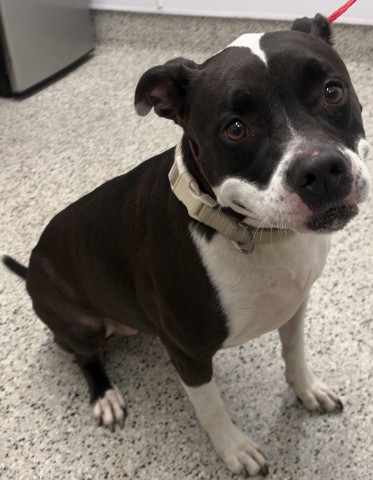 Shelter Stray Female Dog last seen Near BLOCK WILLIAMS ST, DETROIT MI 48216, 1431 E Ferry St, Detroit, MI 48211, USA