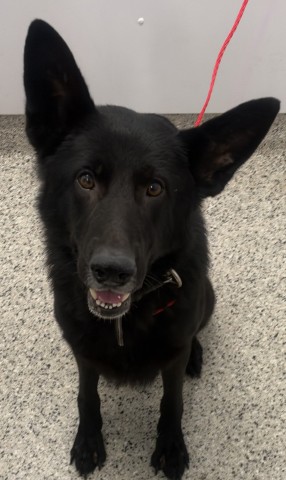 Shelter Stray Male Dog last seen Near BLOCK ROXBURY ST, DETROIT MI 48224, 1431 E Ferry St, Detroit, MI 48211, USA