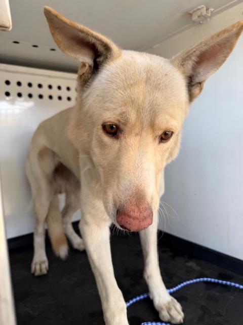 Shelter Stray Male Dog last seen Near BLOCK MONTEREY ST, BAKERSFIELD,CA, 201 S Mt Vernon Ave, Bakersfield, CA 93307, USA